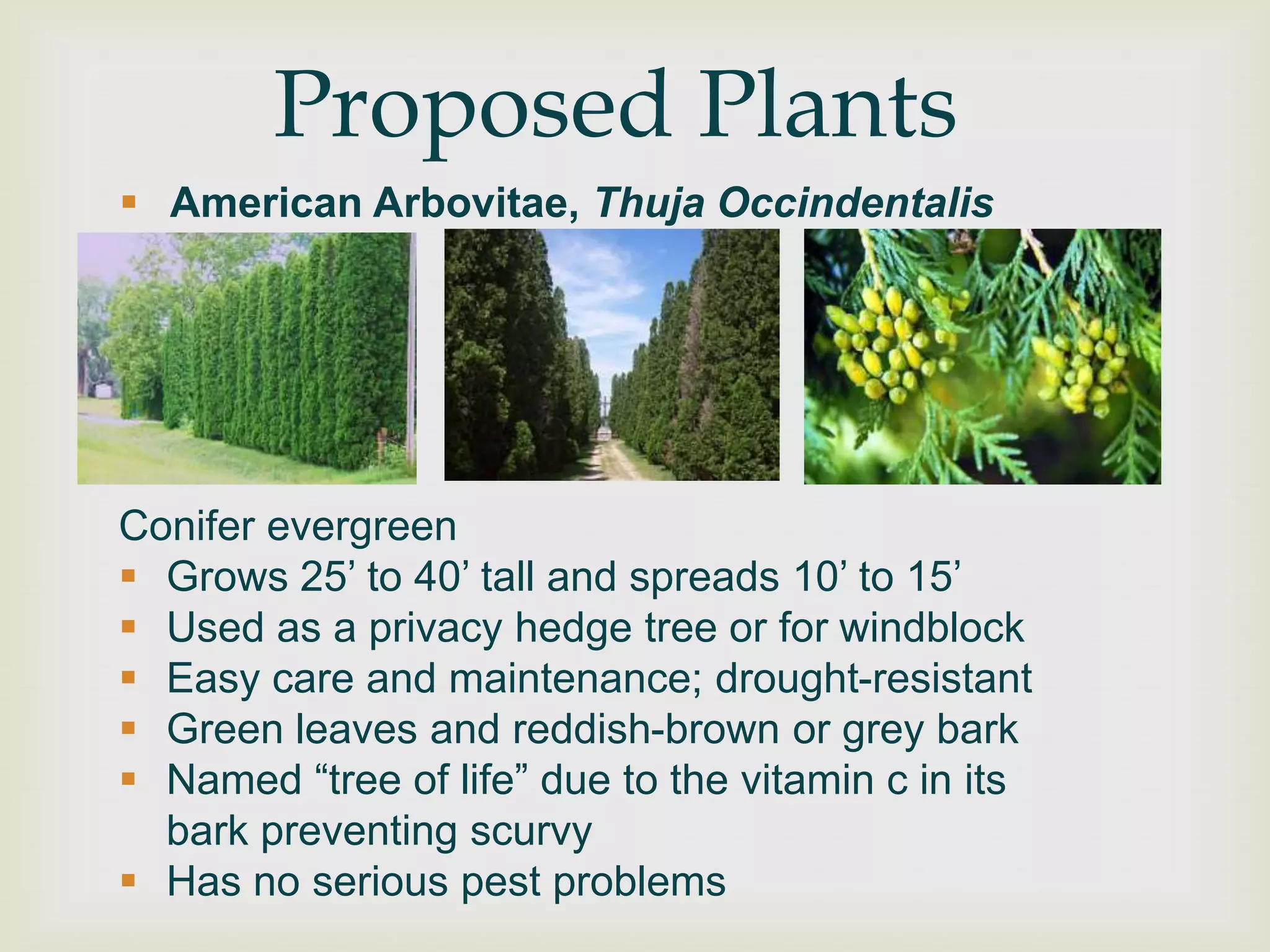 Proposed Plants
 American Arbovitae, Thuja Occindentalis




Conifer evergreen
 Grows 25‟ to 40‟ tall and spreads 10‟ to 15‟
 Used as a privacy hedge tree or for windblock
 Easy care and maintenance; drought-resistant
 Green leaves and reddish-brown or grey bark
 Named “tree of life” due to the vitamin c in its
  bark preventing scurvy
 Has no serious pest problems
 
