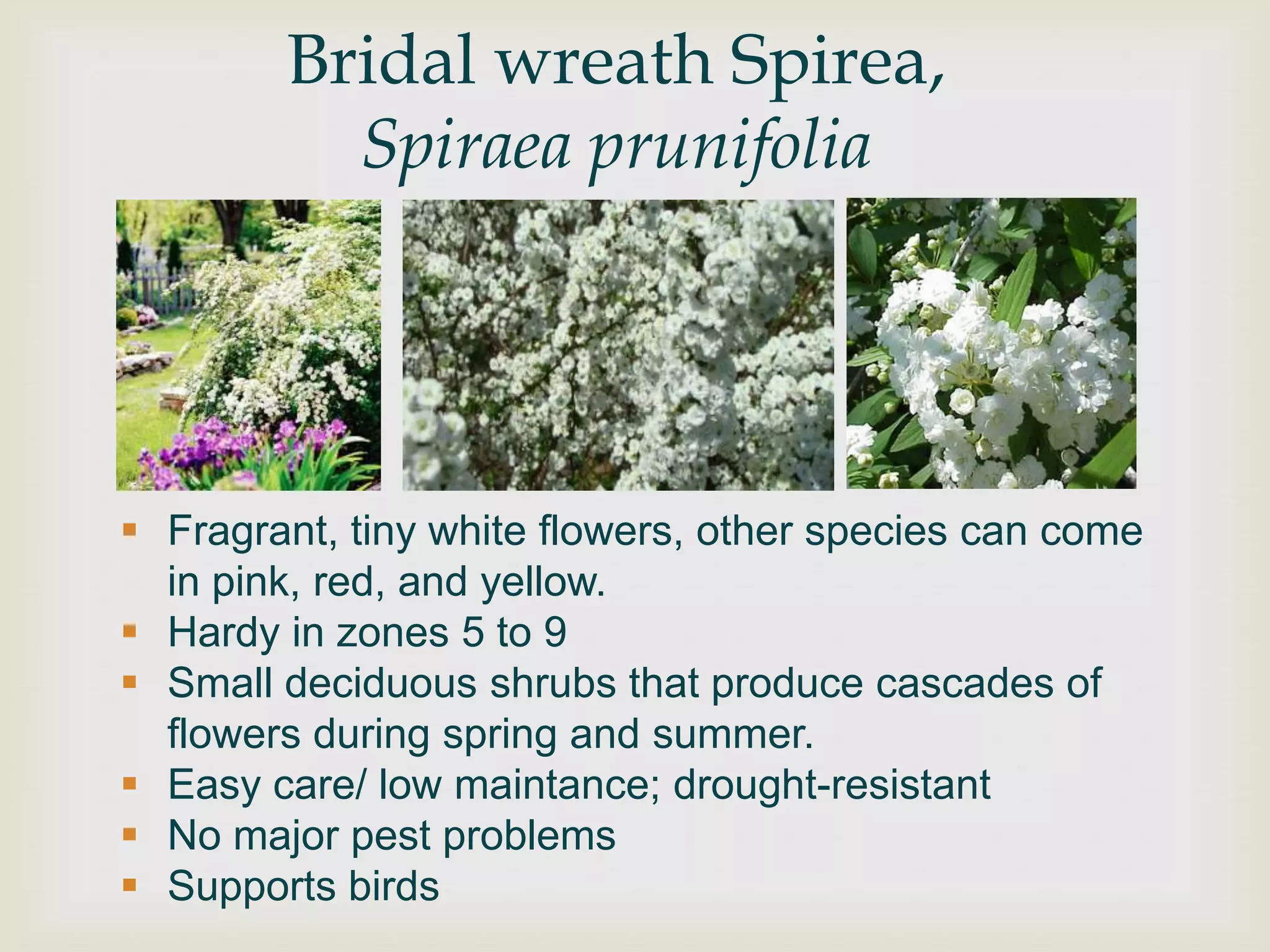 Bridal wreath Spirea,
          Spiraea prunifolia




 Fragrant, tiny white flowers, other species can come
  in pink, red, and yellow.
 Hardy in zones 5 to 9
 Small deciduous shrubs that produce cascades of
  flowers during spring and summer.
 Easy care/ low maintance; drought-resistant
 No major pest problems
 Supports birds
 