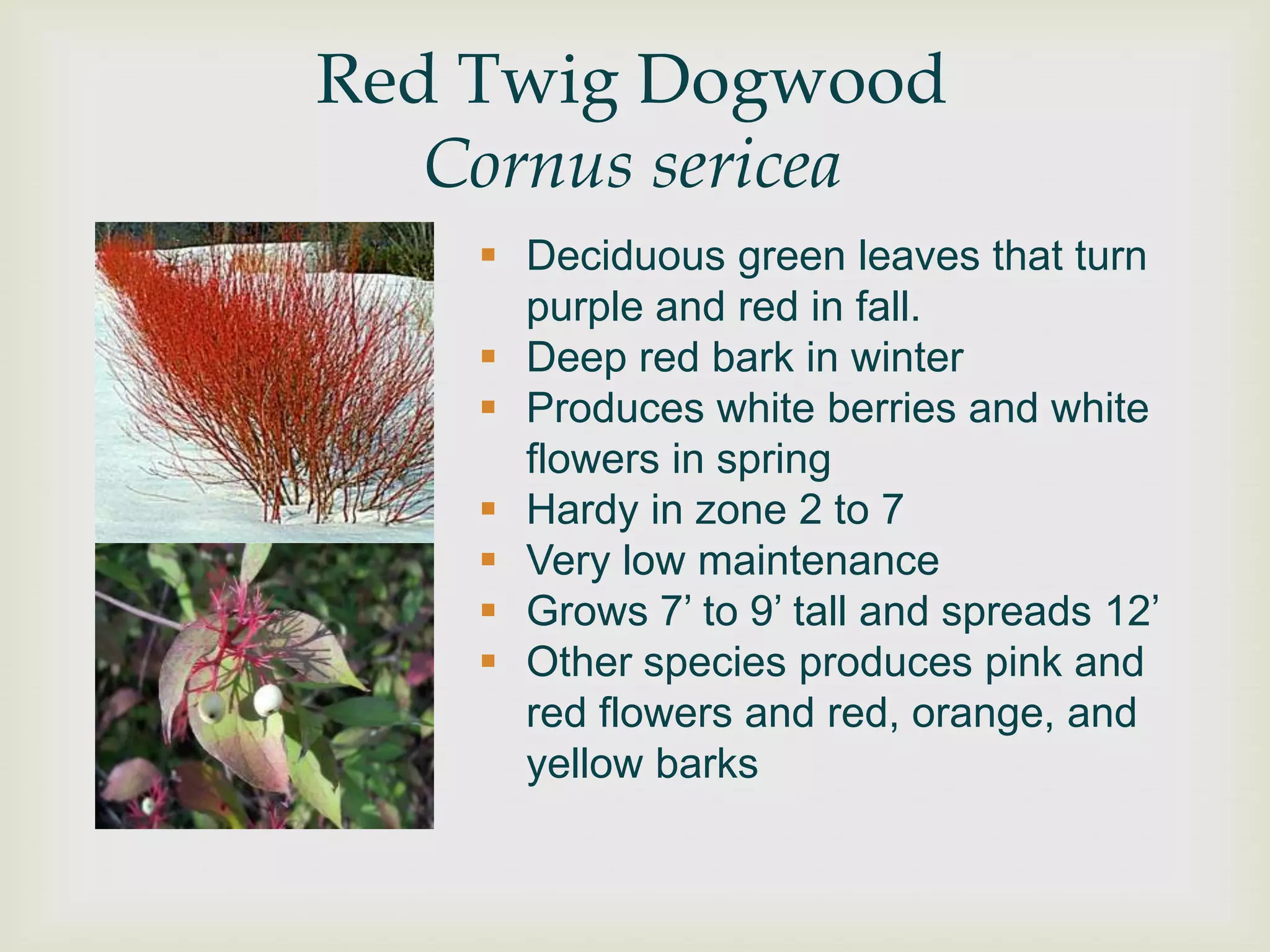 Red Twig Dogwood
   Cornus sericea
     Deciduous green leaves that turn
      purple and red in fall.
     Deep red bark in winter
     Produces white berries and white
      flowers in spring
     Hardy in zone 2 to 7
     Very low maintenance
     Grows 7‟ to 9‟ tall and spreads 12‟
     Other species produces pink and
      red flowers and red, orange, and
      yellow barks
 
