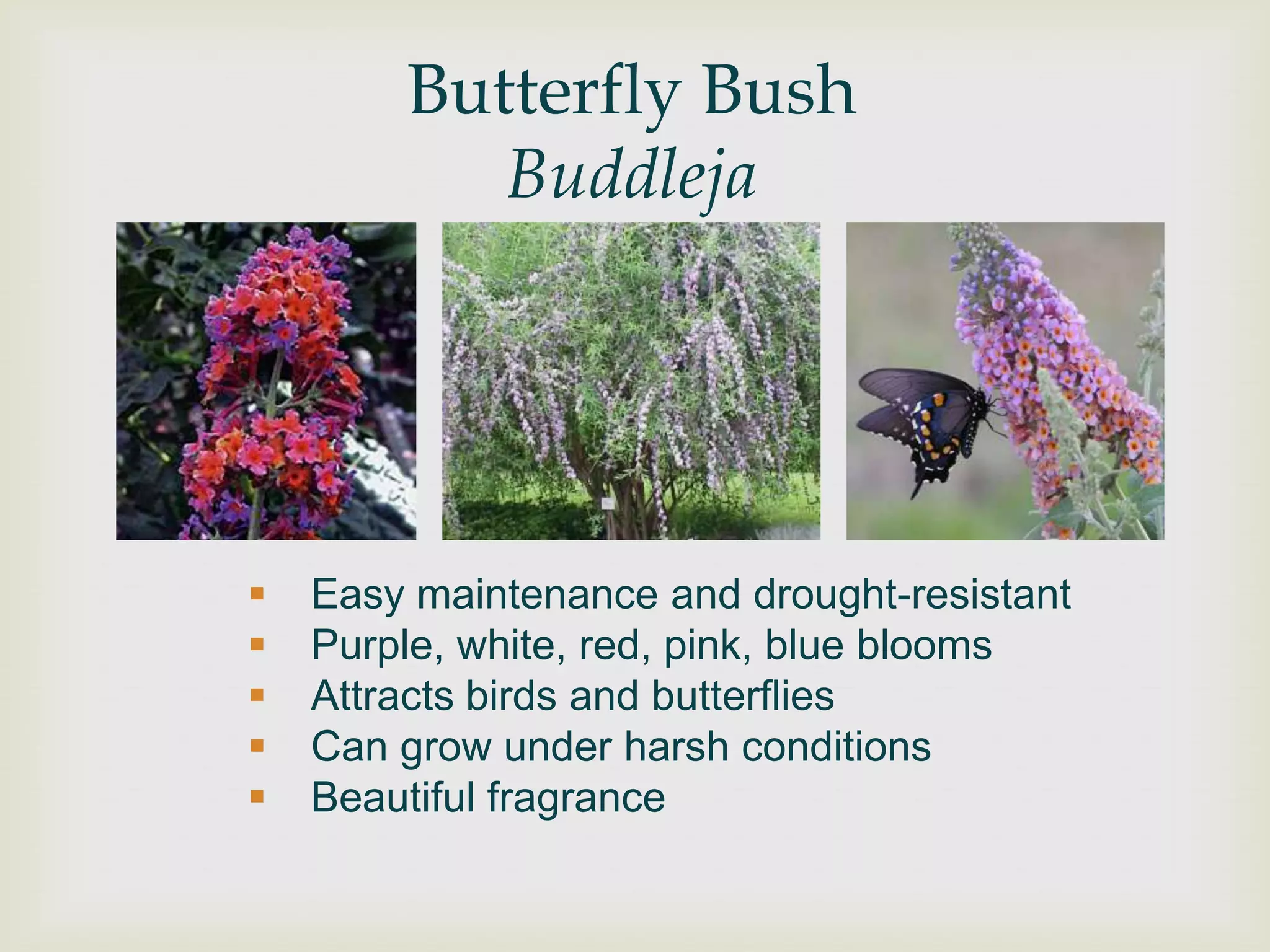 Butterfly Bush
           Buddleja




   Easy maintenance and drought-resistant
   Purple, white, red, pink, blue blooms
   Attracts birds and butterflies
   Can grow under harsh conditions
   Beautiful fragrance
 