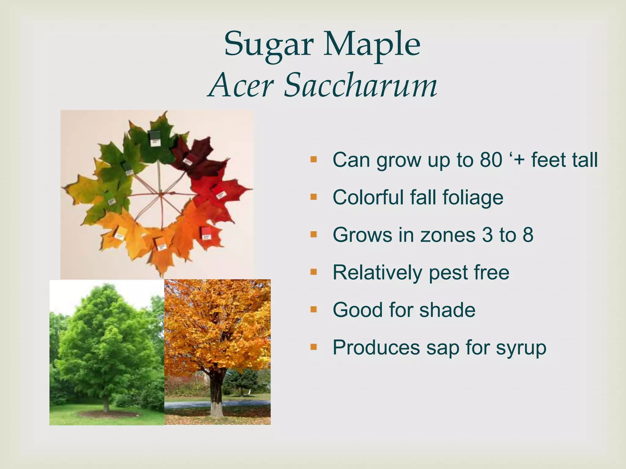 Sugar Maple
Acer Saccharum

       Can grow up to 80 „+ feet tall
       Colorful fall foliage
       Grows in zones 3 to 8
       Relatively pest free
       Good for shade
       Produces sap for syrup
 