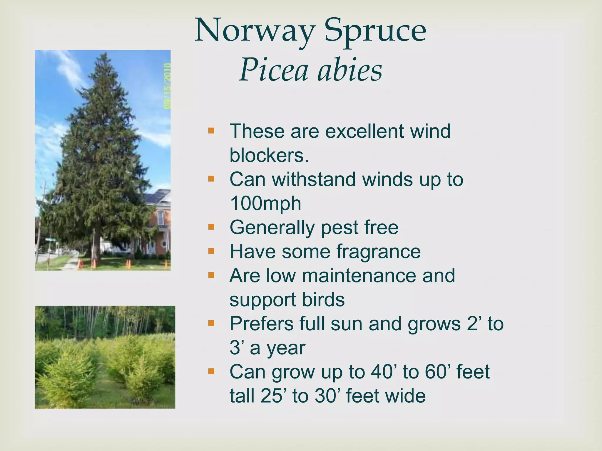 Norway Spruce
  Picea abies
 These are excellent wind
  blockers.
 Can withstand winds up to
  100mph
 Generally pest free
 Have some fragrance
 Are low maintenance and
  support birds
 Prefers full sun and grows 2‟ to
  3‟ a year
 Can grow up to 40‟ to 60‟ feet
  tall 25‟ to 30‟ feet wide
 