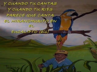 Y CUANDO TU CANTAS Y CUANDO TU RIES PARECE QUE CANTA EL MIRANCHURITO EN EL  EUCALIPTO (bis) 