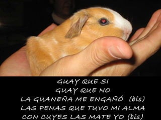 GUAY QUE SI GUAY QUE NO LA GUANEÑA ME ENGAÑÓ  (bis) LAS PENAS QUE TUVO MI ALMA CON CUYES LAS MATE YO (bis) 
