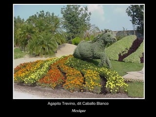 Agapito Trevino, dit Caballo Blanco  Mexique 