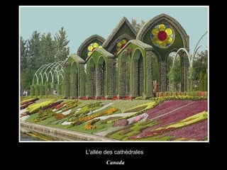 L'allée des cathédrales   Canada 