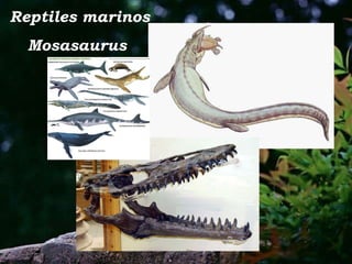 Reptiles marinos Mosasaurus  