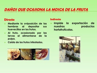 Hervir los frutos infestados.