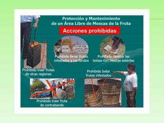 Exponer al sol la bolsa con los frutos infestados por dos días.