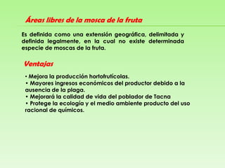 Colocar en la nevera los frutos infestados por dos días.Daños que ocasiona la mosca de la frutaDirectoMediante la oviposición de las hembras al depositar sus huevecillos en los frutos.Al fruto, ocasionado por las larvas al alimentarse de la pulpa.Caída de los frutos infestados.IndirectoImpide la exportación de nuestros productos hortofrutícolas.