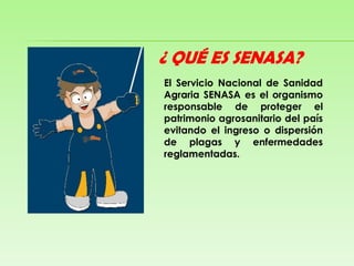 ¿ QUÉ ES SENASA?El Servicio Nacional de Sanidad Agraria SENASA es el organismo responsable de proteger el patrimonio agrosanitariodel país evitando el ingreso o dispersión de plagas y enfermedades reglamentadas.