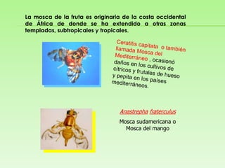 La mosca de la fruta es originaria de la costa occidental de África de donde se ha extendido a otras zonas templadas, subtropicales y tropicales.Ceratitiscapitata o también llamada Mosca del Mediterráneo, ocasionó daños en los cultivos de cítricos y frutales de hueso y pepita en los países mediterráneos.AnastrephafraterculusMosca sudamericana o Mosca del mango