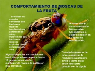COMPORTAMIENTO DE MOSCAS DE LA FRUTA Se dividen en especies univoltinas que habitan en regiones templadas (una generación al año) y multivoltinas que habitan en regiones tropicales (varias generaciones al año).A veces atacan simultáneamente tres o cuatro hospedantes si estos coinciden en su época de fructificación.Cuando las moscas de la fruta alcanzan la madurez sexual (entre cinco y veinte días) están listas para cumplir con la cópulaAlgunas especies en condiciones tropicales pueden completar hasta 12 generaciones al año, manteniendo niveles de población muy elevados.