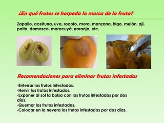 ¿En qué frutos se hospeda la mosca de la fruta?Zapallo, aceituna, uva, rocoto, mora, manzana, higo, melón, ají, palta, damasco, maracuyá, naranja, etc.Recomendaciones para eliminar frutas infestadasEnterrar los frutos infestados.