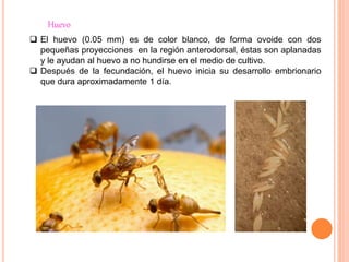  El huevo (0.05 mm) es de color blanco, de forma ovoide con dos
pequeñas proyecciones en la región anterodorsal, éstas son aplanadas
y le ayudan al huevo a no hundirse en el medio de cultivo.
 Después de la fecundación, el huevo inicia su desarrollo embrionario
que dura aproximadamente 1 día.
Huevo
 
