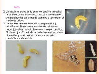 Larva
 La siguiente etapa es la eclosión durante la cual la
larva emerge del huevo y comienza a alimentarse
dejando huellas en forma de caminos o túneles en el
medio de cultivo.
 La larva es de color blancuzco, segmentada y
vermiforme. Tiene partes bucales de coloración
negra (ganchos mandibulares) en la región cefálica.
No tiene ojos. El período larvario dura entre cuatro a
cinco días y es el período de mayor actividad
metabólica y alimenticia.
 