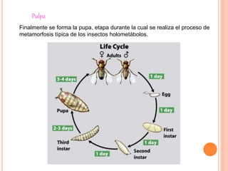 Pulpa
Finalmente se forma la pupa, etapa durante la cual se realiza el proceso de
metamorfosis típica de los insectos holometábolos.
 