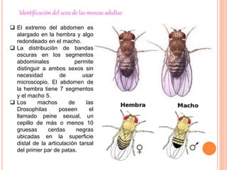 Identificación del sexo de las moscas adultas
 El extremo del abdomen es
alargado en la hembra y algo
redondeado en el macho.
 La distribución de bandas
oscuras en los segmentos
abdominales permite
distinguir a ambos sexos sin
necesidad de usar
microscopio. El abdomen de
la hembra tiene 7 segmentos
y el macho 5.
 Los machos de las
Drosophilas poseen el
llamado peine sexual, un
cepillo de más o menos 10
gruesas cerdas negras
ubicadas en la superficie
distal de la articulación tarsal
del primer par de patas.
 