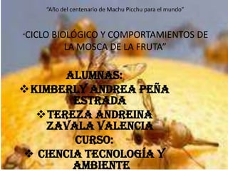 “Año del centenario de Machu Picchu para el mundo”“CICLO BIOLÓGICO Y COMPORTAMIENTOS DE LA MOSCA DE LA FRUTA” Alumnas: ,[object Object]