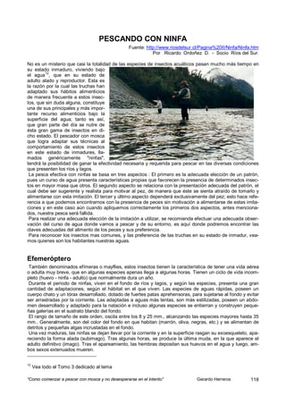 PESCANDO CON NINFA
                                                 Fuente: http://www.riosdelsur.cl/Pagina%20II/Ninfa/Ninfa.htm
                                                            Por Ricardo Ordoñez D. - Socio Ríos del Sur.

No es un misterio que casi la totalidad de las especies de insectos acuáticos pasan mucho más tiempo en
su estado inmaduro, viviendo bajo
         12
el agua , que en su estado de
adulto alado y reproductor. Esta es
la razón por la cual las truchas han
adaptado sus hábitos alimenticios
de manera frecuente a estos insec-
tos, que sin duda alguna, constituye
una de sus principales y más impor-
tante recurso alimenticios bajo la
superficie del agua; tanto es así,
que gran parte del día se nutre de
ésta gran gama de insectos en di-
cho estado. El pescador con mosca
que logra adaptar sus técnicas al
comportamiento de estos insectos
en este estado de inmadures, lla-
mados genéricamente "ninfas",
tendrá la posibilidad de ganar la efectividad necesaria y requerida para pescar en las diversas condiciones
que presenten los ríos y lagos.
 La pesca efectiva con ninfas se basa en tres aspectos : El primero es la adecuada elección de un patrón,
pues un curso de agua presenta características propias que favorecen la presencia de determinados insec-
tos en mayor masa que otros. El segundo aspecto se relaciona con la presentación adecuada del patrón, el
cual debe ser sugerente y realista para motivar al pez, de manera que éste se sienta atraído de tomarlo y
alimentarse con esta imitación. El tercer y último aspecto dependerá exclusivamente del pez; esto hace refe-
rencia a que podemos encontrarnos con la presencia de peces sin motivación a alimentarse de estas imita-
ciones y en este caso aún cuando apliquemos correctamente los primeros dos aspectos, antes menciona-
dos, nuestra pesca será fallida.
 Para realizar una adecuada elección de la imitación a utilizar, se recomienda efectuar una adecuada obser-
vación del curso de agua donde vamos a pescar y de su entorno, es aquí donde podremos encontrar las
claves adecuadas del alimento de los peces y sus preferencia.
 Para reconocer los insectos mas comunes, y las preferencia de las truchas en su estado de inmadur, vea-
mos quienes son los habitantes nuestras aguas.


Efemeróptero
 También denominados efímeras o mayflies, estos insectos tienen la característica de tener una vida aérea
o adulta muy breve, que en algunas especies apenas llega a algunas horas. Tienen un ciclo de vida incom-
pleto (huevo - ninfa - adulto) que normalmente dura un año.
 Durante el período de ninfas, viven en el fondo de ríos y lagos, y según las especies, presenta una gran
cantidad de adaptaciones, según el hábitat en el que viven. Las especies de aguas rápidas, poseen un
cuerpo chato y un tórax desarrollado, dotado de fuertes patas aprehensoras, para sujetarse al fondo y evitar
ser arrastradas por la corriente. Las adaptadas a aguas más lentas, son más estilizadas, poseen un abdo-
men desarrollado y adaptado para la natación e incluso algunas especies se entierran y construyen peque-
ñas galerías en el sustrato blando del fondo.
 El rango de tamaño de este orden, oscila entre los 8 y 25 mm., alcanzando las especies mayores hasta 35
mm.. Generalmente, son del color del fondo en que habitan (marrón, oliva, negras, etc.) y se alimentan de
detritos y pequeñas algas incrustadas en el fondo.
 Una vez maduras, las ninfas se dejan llevar por la corriente y en la superficie rasgan su exoesqueleto, apa-
reciendo la forma alada (subimago). Tras algunas horas, se produce la última muda, en la que aparece el
adulto definitivo (imago). Tras el apareamiento, las hembras depositan sus huevos en el agua y luego, am-
bos sexos extenuados mueren.


12
     Vea todo el Tomo 3 dedicado al tema

“Como comenzar a pescar con mosca y no desesperarse en el intento”              Gerardo Herreros         118
 
