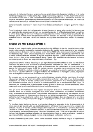 La ercoiris de río tambien toma un rango mucho mas amplio de comida. Luego del estadío de fry la trucha
marrón ignora pequeños bocados como algas y pequeñas larvas y pupas de insectos. Las truchas arcoiris
los comerán durante toda su vida, y también toman una gran proporción de su alimento del lecho del río:
ninfas de plecópteros, efemerópteros y larvas de tricópteros. Un corto lapso de alimentación, del fondo o de
los insectos de la superficie, saciará a la trucha marrón pero no a la arcoiris.

Como resultado las arcoiris de río crecen mucho mas rápido que otras truchas en aguas igualmente produc-
tivas.

Con un crecimiento rápido, las truchas arcoiris alcanzan la madurez sexual antes que las truchas marrones.
Las arcoiris tienden a desovar por primera vez cuando alcanzan las 12 a 16 pulgadas de largo, normalmen-
te al final de su segundo año. Las truchas marrones pueden no madurar hasta su tercer o cuarto año. Sin
embargo, pocas truchas arcoiris salvajes sobreviven mas de dos o tres desoves: su mayor expectativa de
vida es de cuatro a cinco años. Las truchas marrones de río pueden vivir hasta ocho, nueve o inclusive diez
años.


Trucha De Mar Salvaje (Parte I)
Aunque la vasta mayoría de las truchas desovan en la grava del fondo de los ríos los genes marinos bien
pueden estar presentes en todas las variedades de truchas. En realidad podría argumentarse que todas las
truchas provienen de truchas marinas porque, en los últimos 10000 años aproximadamente, la mayoría de
nuestros ríos y lagos fueron colonizados por truchas desde el mar. Además los genes que controlan el hábi-
to marino todavía pueden ser activados en algunas truchas de lago o río. Cuando se sembraron truchas ma-
rrones de Loch Leven en las aguas dulces de Nueva Zelanda y las islas Malvinas, rápidamente produjeron
una progenie que va al mar, que luego colonizaron otros lagos y ríos.

Este proceso continúa hasta el día de hoy ya que la práctica de la siembra artificial es cada vez más común.
En Europa del Norte truchas arcoiris de río ya han producido steelheads: en 1988 una steelhead de 14 li-
bras, presumiblemente originado de una trucha arcoiris sembrada, fue capturada en un río del norte de In-
glaterra. Así mismo en el noreste de EE UU, truchas marrones sembradas han producido una línea de tru-
cha de mar del Atlántico. Así es perfectamente posible que, cuando un pescador captura una gran steel-
head en el río Columbia o Fraser, o una gran trucha de mar del Atlántico en Noruega o Escocia, los progeni-
tores de este pez no fueran truchas de mar sino de agua dulce.

Sin embargo, una vez que la adaptación se ha producido es casi imposible detectar los orígenes de un indi-
viduo, porque las truchas de mar, son notablemente similares en forma y color entre sí. Las steelhead, cutth-
roat de mar, y la trucha de mar del Atlántico varían en tamaño, dependiendo de la duración y la abundancia
de la alimentación marina, pero no muestran la variedad de formas que se encuentran en lagos y ríos. Las
steeheads son similares entre sí desde Alaska al Golfo de Méjico; las truchas de mar del Atlántico varían
mayormente en el tamaño desde Irlanda occidental hasta Escandinavia.

Para que pueda desarrollarse una línea especial o subespecie de trucha la población debe ser aislada de
todas las demás por un período prolongado, así la trucha podría transformarse en una forma distinta adap-
tada a su ambiente acuático particular. En el mar este aislamiento no puede ocurrir: las steelhead o cutth-
roat de mar nacidos en un río se mezclarán libremente con las de ríos adyacentes. Y aunque la mayoría de
las truchas marinas eventualmente vuelven al río de su nacimiento para desovar, algunas van a otro río de
la misma cuenca. Así hay un intercambio de genes pequeño pero continuo, entre poblaciones de truchas de
mar.

Por otro lado, todas las truchas de mar se encuentran claramente separadas de las de agua dulce de la
misma especie por su ciclo vital. Las steelheads desovan a fines del invierno y primavera, pero para las
cutthoats y truchas de mar del Atlántico, la época de reproducción es normalmente a principios de invierno.
Después de un breve cortejo, la hembra desplaza la grava con breves latigazos de su cola para formar la
cama de desove suficientemente profunda como para contener las ovas. Con el macho a su lado, la hembra
vierte un flujo de ovas rosadas y redondas a la cama de desove; luego el macho se adelanta y eyacula el
esperma que fertiliza las ovas. Luego la hembra arroja pedregullo suelto sobre los huevos.

A veces una hembra puede cortar 2 o más camas de desove de esta manera se asegura la supervivencia



“Como comenzar a pescar con mosca y no desesperarse en el intento”                     Gerardo Herreros120
 