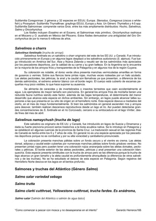 Subfamilia Coregoninae: 3 géneros y 32 especies en EEUU, Europa. Stenodus, Coregonus (ciscos o white-
fish) y Prosopium. Subfamilia Thymallinae: graylings EEUU, Europa y Asia. Un Género Thymallus y 4-5 spp.
Subfamilia Salmoninae: comprende varios Gros. entre los más ampliamente distribuidos: Hucho, Salvelinus,
Salmo y Oncorhynchus
         Los fósiles incluyen Eosalmo en el Eoceno, el Salmoninae más primitivo, Oncorhynchus rastrosus
en el Mioceno y O. australis en México del Plioceno. Estos fósiles demuestran una antigüedad del Gro On-
corhynchus de por lo menos 6 millones de años.


Salvelinos o charrs
Salvelinus fontinalis (trucha de arroyo)
        Salvelinus fontinalis es un salvelino o charr originario del este de los EE.UU. y Canadá. Fue introdu-
cido primeramente en Europa y en algunos lagos desplazó a los salvelinos autóctonos (S. alpinus). Fue lue-
go introducido en América del Sur, Asia y Nueva Zelanda y resultó ser de los salmónidos más apreciados
por los pescadores deportivos, por la calidad de su carne y su gran belleza. En la Argentina se lo encuentra
en la mayoría de los arroyos fríos y transparentes de la Patagonia y en algunos ríos de la región Cuyana.
        Su coloración es notable, el dorso verde oliva presenta manchas vermiculadas amarillas en forma
de gusanos o vermes. Sobre sus flancos tiene pintas rojas, muchas veces rodeadas por un halo azulado.
Las aletas pectorales, las pélvicas, la anal y la caudal son llamativas ya que presentan, a diferencia de los
demás salmónidos, el extremo anterior blanco con el borde negro. El cuerpo está cubierto de escamas pe-
queñas muy poco visibles, lo que hace suponer su ausencia.
        Se alimenta de caracoles y de invertebrados o insectos terrestres que caen accidentalmente al
agua. Los ejemplares de mayor tamaño son piscívoros. En general los arroyos fríos de montaña tienen una
reducida fauna nutritiva siendo este factor, además de las bajas temperaturas, el determinante del menor
desarrollo que alcanza esta especie en dichos ambientes. Sin embargo, en lagos puede alcanzar tallas su-
periores a las que presenta en su sitio de origen en el hemisferio norte. Esta especie desova a mediados del
otoño, en el mes de mayo fundamentalmente. Si bien los salmónidos en general ascienden ríos y arroyos
para desovar, también realizan descensos reproductivos desde un lago al río. Así pueden detectarse gran-
des concentraciones de S. fontinalis en el río Corcovado, cercano a su embocadura en el lago Vintter, des-
de fines del mes de abril.

Salvelinus namaychush (trucha de lago)
        Este salvelino es originario de EE.UU. y Canadá, fue introducido en lagos de Suecia y Dinamarca y
dada su fuerte piscivoría provocó serios trastornos a la biota acuática nativa. Se lo introdujo en Patagonia y
se estableció en algunas cuencas de la provincia de Santa Cruz. La maduración sexual en las regiones frías
de Canadá es tardía entre los 6 y 7 años de vida. En general no es una especie apreciada por los pescado-
res deportivos porque no es combativa y por su alta voracidad y canibalismo pronunciado.
        La coloración presenta manchas pálidas sobre un fondo oscuro y el vientre es crema. Las aletas
dorsal, adiposa y caudal están cubiertas por numerosas manchas pálidas sobre fondo grisáceo verdoso. No
presentan pintas rojas pero pueden tener una coloración rojiza anaranjada sobre las aletas dorsales, pecto-
rales y pélvicas. El borde exterior de las aletas pectorales, pélvicas y anal presentan una coloración blan-
quecina. Esta especie presenta similitudes con la trucha de arroyo pero se las diferencia porque la trucha de
lago alcanza un gran tamaño y la aleta caudal es profundamente ahorquillada (a diferencia de otros salveli-
nos y de las truchas). No se ha estudiado el desove de esta especie en Patagonia. Según registros del
Hemisferio Norte desova en los lagos en el bentos profundo.

Salmones y truchas del Atlántico (Género Salmo)

Salmo salar variedad sebago

Salmo trutta

Salmo clarki cutthroat, Yellowstone cutthroat, trucha fardee. Es anádroma,

Salmo salar (Salmón del Atlántico o salmón de agua dulce)



“Como comenzar a pescar con mosca y no desesperarse en el intento”                      Gerardo Herreros166
 