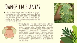 Estilete Insectos Mosca blanca y su repercusión como plaga | PDF