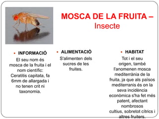 MOSCA DE LA FRUITA –
                                 Insecte


   INFORMACIÓ             ALIMENTACIÓ              HABITAT

   El seu nom és           S'alimenten dels           Tot i el seu
mosca de la fruita i el     sucres de les            origen, també
    nom científic:              fruites.         l'anomenen mosca
Ceratitis capitata, fa                            mediterrània de la
 6mm de allargada i                           fruita, ja que als països
   no tenen crit ni                             mediterranis és on la
     taxonomia.                                     seva incidència
                                              econòmica s'ha fet més
                                                    patent, afectant
                                                      nombrosos
                                              cultius, sobretot cítrics i
                                                     altres fruiters.
 