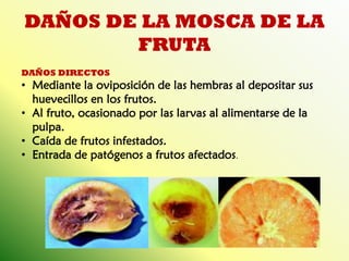 DAÑOS DE LA MOSCA DE LA FRUTA 
DAÑOS DIRECTOS 
•Mediante la oviposición de las hembras al depositar sus huevecillos en los frutos. 
•Al fruto, ocasionado por las larvas al alimentarse de la pulpa. 
•Caída de frutos infestados. 
•Entrada de patógenos a frutos afectados.  