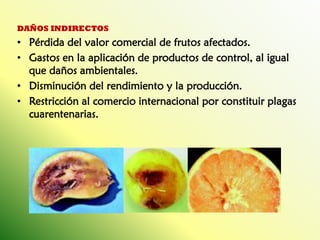 DAÑOS INDIRECTOS 
•Pérdida del valor comercial de frutos afectados. 
•Gastos en la aplicación de productos de control, al igual que daños ambientales. 
•Disminución del rendimiento y la producción. 
•Restricción al comercio internacional por constituir plagas cuarentenarias.  