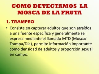 COMO DETECTAMOS LA MOSCA DE LA FRUTA 
1. TRAMPEO 
•Consiste en capturar adultos que son atraídos a una fuente específica y generalmente se expresa mediante el llamado MTD (Mosca/ Trampa/Día), permite información importante como densidad de adultos y proporción sexual en campo.  