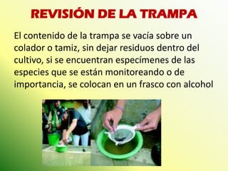REVISIÓN DE LA TRAMPA 
El contenido de la trampa se vacía sobre un colador o tamiz, sin dejar residuos dentro del cultivo, si se encuentran especímenes de las especies que se están monitoreando o de importancia, se colocan en un frasco con alcohol  