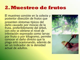 2. Muestreo de frutos 
El muestreo consiste en la colecta y posterior disección de frutos que 
presenten síntomas típicos del daño causado por moscas de la fruta, preferiblemente del árbol, con esto se obtiene el nivel de infestación expresado como larvas por fruto o por kilogramo, permite conocer el daño directo que la plaga está ocasionando, además de ser un indicador de la densidad actual de adultos.  