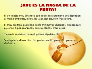 ¿QUE ES LA MOSCA DE LA FRUTA? 
Es un insecto muy dinámico con poder extraordinario de adaptación al medio ambiente, es una de las plagas clave en fruticultura. Es muy polífaga, pudiendo dañar chirimoyas, duraznos, albaricoques, plátanos, higos, manzanas, peras o cítricos, entre otros. Tienen la capacidad de multiplicarse rápidamente Se adaptan a climas fríos, templados, semitropicales, tropicales y desérticos  