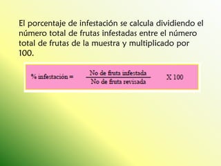 El porcentaje de infestación se calcula dividiendo el número total de frutas infestadas entre el número total de frutas de la muestra y multiplicado por 100. 
