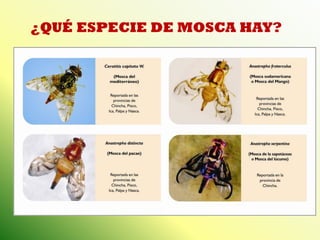 ¿QUÉ ESPECIE DE MOSCA HAY?  
