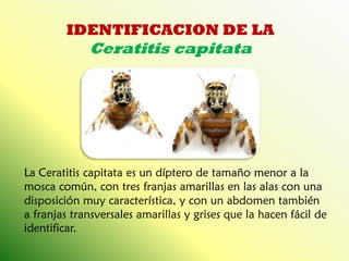 IDENTIFICACION DE LA 
Ceratitis capitata 
La Ceratitis capitata es un díptero de tamaño menor a la mosca común, con tres franjas amarillas en las alas con una disposición muy característica, y con un abdomen también a franjas transversales amarillas y grises que la hacen fácil de identificar.  