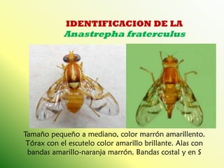 IDENTIFICACION DE LA 
Anastrepha fraterculus 
Tamaño pequeño a mediano, color marrón amarillento. 
Tórax con el escutelo color amarillo brillante. Alas con bandas amarillo-naranja marrón. Bandas costal y en S  