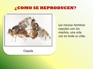 ¿COMO SE REPRODUCEN? 
Las moscas hembras copulan con los machos, una sola vez en toda su vida.  