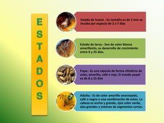 Estado de huevo .-Su tamaño es de 2 mm se incuba por espacio de 2 a 7 días 
Estado de larva.- Son de color blanco amarillento, su desarrollo de crecimiento entre 6 y 25 días. 
Pupa.- Es una cápsula de forma cilíndrica de color, amarillo, café o rojo. El estado pupal es de 8 a 15 días. 
Adulto.- Es de color amarillo anaranjado, café o negro o una combinación de estos. La cabeza es ancha y grande, ojos color verde, alas grandes y antenas de segmentos cortos.  