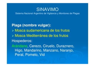 SINAVIMOSINAVIMO
Sistema Nacional Argentino de Vigilancia y Monitoreo de PlagasSistema Nacional Argentino de Vigilancia y Monitoreo de Plagas
Plaga (nombre vulgar):Plaga (nombre vulgar):
Mosca sudamericana de los frutosMosca sudamericana de los frutos
Mosca Mediterránea de los frutosMosca Mediterránea de los frutos
Hospederos:Hospederos:
ArándanoArándano, Cerezo, Ciruelo, Duraznero,, Cerezo, Ciruelo, Duraznero,
Higo, Mandarino, Manzano, Naranjo,Higo, Mandarino, Manzano, Naranjo,
Peral, Pomelo, VidPeral, Pomelo, Vid
 