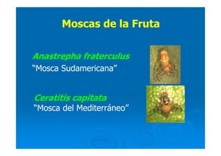 Anastrepha fraterculus
“Mosca Sudamericana”
Ceratitis capitata
“Mosca del Mediterráneo”
Moscas de la FrutaMoscas de la Fruta
 