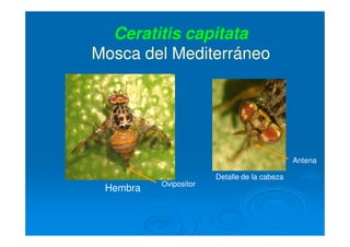 Hembra
Ceratitis capitata
Mosca del Mediterráneo
Detalle de la cabeza
Ovipositor
Antena
 