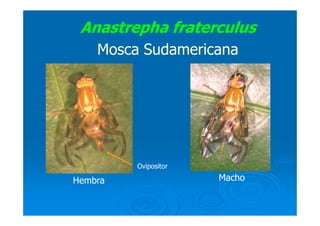 Anastrepha fraterculus
Mosca Sudamericana
Hembra Macho
Ovipositor
 