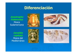 DiferenciaciónDiferenciación
Anastrepha
fraterculus
Mosca
Sudamericana
Ceratitis
capitata
Mosca del
Mediterráneo
 