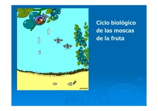 Ciclo biológicoCiclo biológico
de las moscasde las moscas
de la frutade la fruta
 