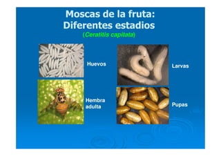 Hembra
adulta
Huevos Larvas
Pupas
Moscas de la fruta:Moscas de la fruta:
Diferentes estadiosDiferentes estadios
((Ceratitis capitataCeratitis capitata))
 