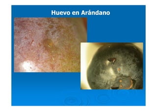 Huevo en ArándanoHuevo en Arándano
 