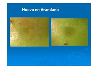 Huevo en ArándanoHuevo en Arándano
 