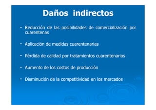 Daños indirectosDaños indirectos
-- ReducciónReducción dede laslas posibilidadesposibilidades dede comercializacióncomercialización porpor
cuarentenascuarentenas
-- AplicaciónAplicación dede medidasmedidas cuarentenariascuarentenarias
-- PérdidaPérdida dede calidadcalidad porpor tratamientostratamientos cuarentenarioscuarentenarios
-- AumentoAumento dede loslos costoscostos dede producciónproducción
-- DisminuciónDisminución dede lala competitividadcompetitividad enen loslos mercadosmercados
 